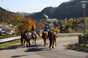 Wanderreiten von Todtmoos nach St. Blasien