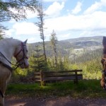 Tagestour über den Glaserberg Wanderreiten für Erwachsene