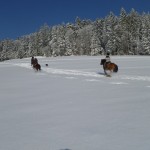 Galopp in Herrischried