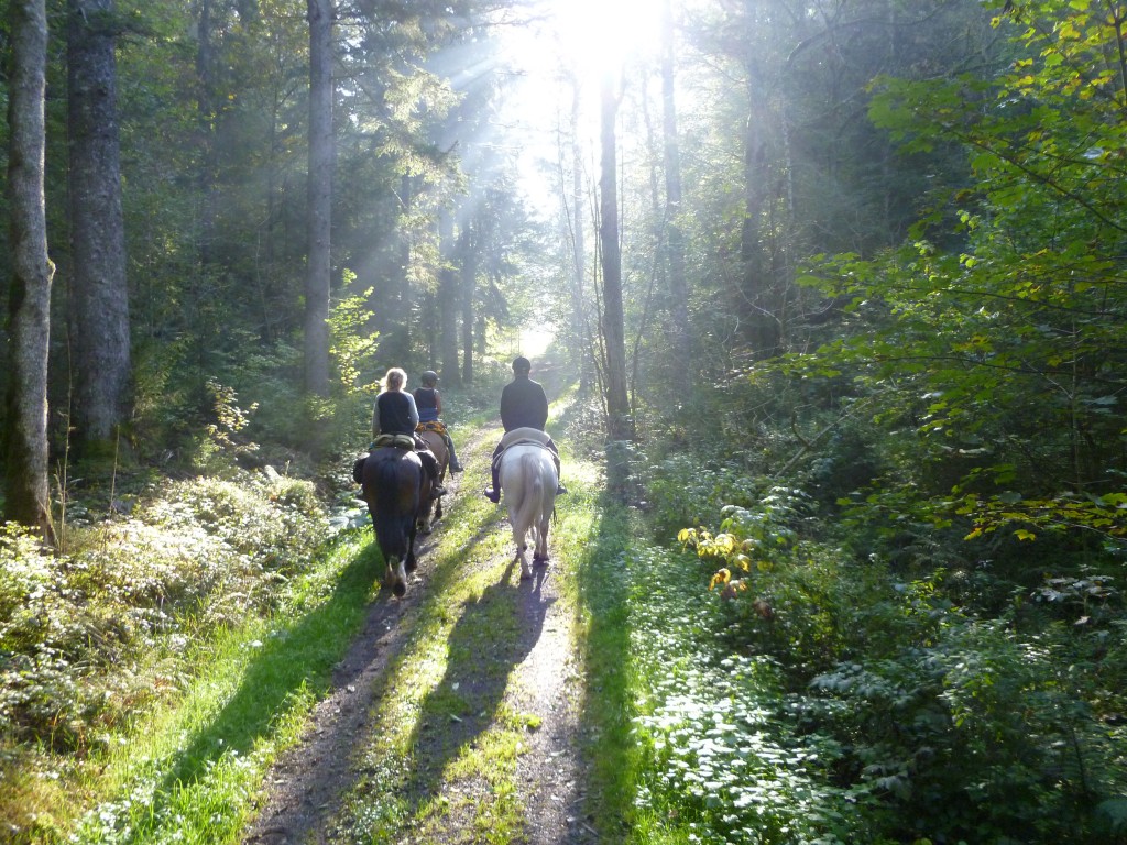 Morgenstund hat Gold im Mund - Mühlebach in Todtmoos Au